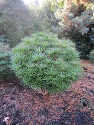 Produktbild von Sciadopitys verticillata Kugel - japanische Schirmtanne - 40-50