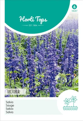 Artikelbild 2 von 'Salvia Victoria' aus der Kategorie Blumensamen