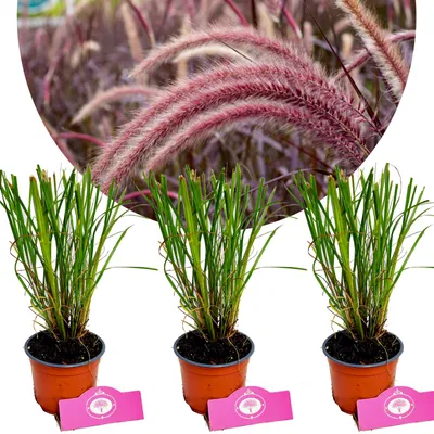 Produktbild von Set mit 3 Neunaugengras – Pennisetum alopecuroides „Red Head“ – Höhe 30–40 cm – 12 cm Topf
