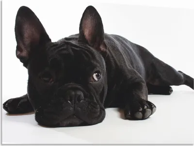 Produktbild von ARTland Wandbild Alu für Innen & Outdoor Bulldogge Größe: 60x45 cm