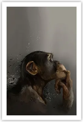 Produktbild von Poster - Poster ohne Rahmen - Schimpanse Porträt Grafik - 61x91,5 cm - Wand Bild - Wanddeko - Wandbilder - Kunstposter - Wandposter - Bilder - Kunstdruck - Wanddekoration - Wandbild - P2XPA61x91-4676