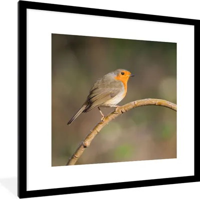 Produktbild von MuchoWow® Gerahmtes Poster Rotkehlchen - Vogel - Natur 40x40 cm - Poster mit Schwarzem Bilderrahmen Wandposter Rahmen Foto Bilder - Poster - Plakat im Rahmen