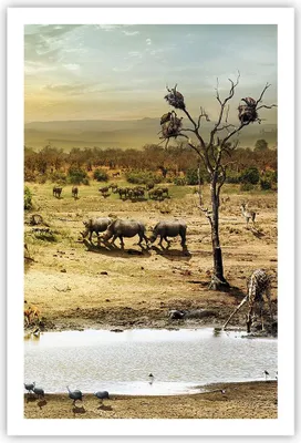 Produktbild von Poster - Poster ohne Rahmen - Safari Tiere - 61x91,5 cm - Wand Bild - Wanddeko - Wandbilder - Kunstposter - Wandposter - Bilder - Kunstdruck - Wanddekoration - Wandbild - P2XPA61x91-3880