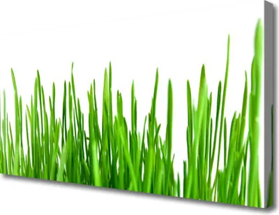Produktbild von Tulup Leinwand-Bilder 100x50 Wandbild Canvas Kunstdruck Gras Pflanzen