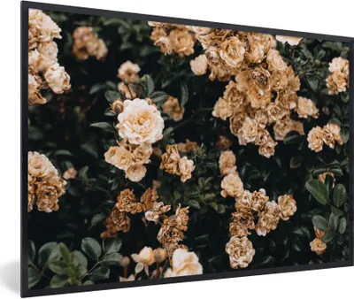 Produktbild von MuchoWow® Gerahmtes Poster Rosenstrauch - Blumen - Blätter 90x60 cm - Poster mit Schwarzem Bilderrahmen Wandposter Rahmen Foto Bilder - Fotorahmen - Foto-Plakat