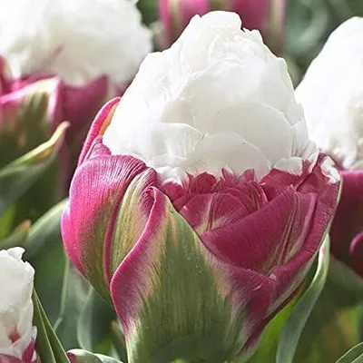Obrázok produktu pre Cibuľky tulipánov, mrazuvzdorné, viacročné - Ice Cream - 10 kusov - Skutočné rastliny z Holandska - Cibuľky tulipánov vhodné do záhrady a na balkón (väčšie cibuľky, nie semená, nie umelé)