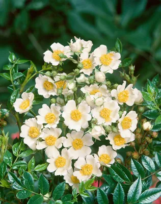 Produktbild von Acker-Rose 40-60 cm, im Topf - Rosa arvensis