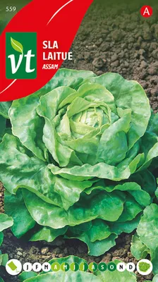 Obrázok produktu pre Semená šalátu Assam - približne 3 gr | VT_559