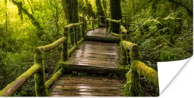 Produktbild von MuchoWow® Poster Schöner Regenwald und Dschungel 80x40 cm - Wanddeko