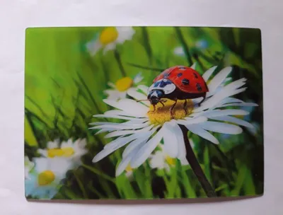 Produktbild von 3 D Ansichtskarte Marienkäfer auf Blume, Postkarte Wackelkarte Hologrammkarte, Tier Glückskäfer
