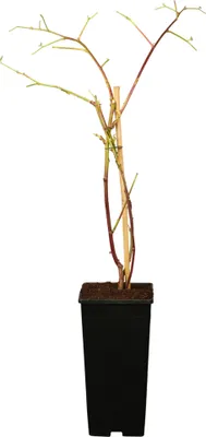 Produktbild von Tayberry Kreuzung zwischen Himbeere und Brombeere 60-100 cm 3,5 Liter Topf