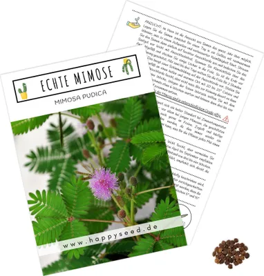 Produktbild von Echte Mimose Samen (Mimosa Pudica) mit hoher Keimrate - vielblütige & bewegungsfrohe Mimosen