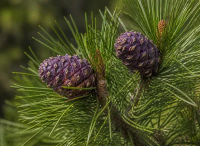 Produktbild von SaatPilot Pinus sibirica 20 Samen Sibirische Zirbelkiefer