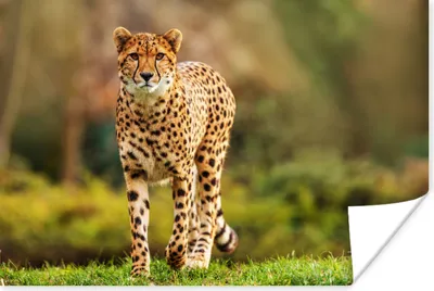 Produktbild von MuchoWow® Poster Wildtiere - Gras - Leopard - Natur 60x40 cm - Schlafzimmerdekoration