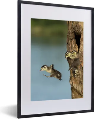 Produktbild von MuchoWow® MuchoWow® Gerahmtes Poster Vögel - Jung - Baum 30x40 cm - Poster mit zchwarzem Bilderrahmen - Wandposter Schlafzimmer