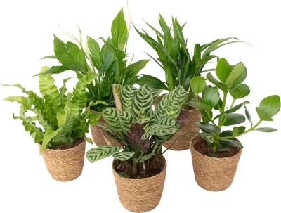 Produktbild von Luftreinigende Zimmerpflanzen - 5 Stk - Inklusive Korb - Höhe 25-40cm - ⌀12cm