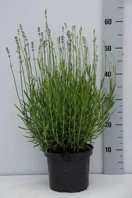 Obrázek produktu pro Lavandula ang. dwarf Blue' - Levandule - Kontejner 3 litry