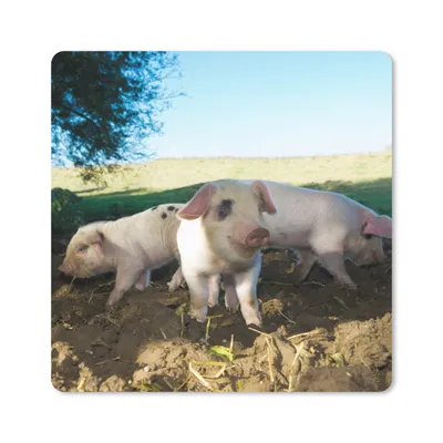 Produktbild von MuchoWow® Mauspad Mousepad Schweine - Tiere - Landschaft 30x30 cm - Mousepads - Maus Mat - Pad - Mausunterlage - Gaming