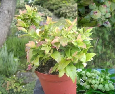 Produktbild von Vaccinium angustifolium Top Hat - Wilde Heidelbeere Top Hat 15-20 cm
