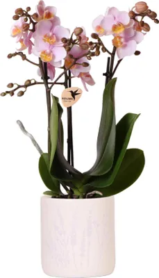 Obrázek produktu pro Ružová orchidej Andorra, 2 - 3 kvetoucí stonky, kvetinový dekorativní kvetinác