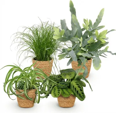 Produktbild von Zimmerpflanzen Mix 4er Set Chlorophytum Cyperus Phlebodium Maranta Mit Korb