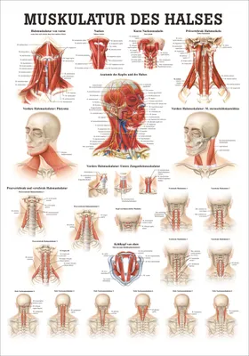 Produktbild von Muskulatur des Halses Mini-Poster Anatomie 34x24 cm medizinische Lehrmittel