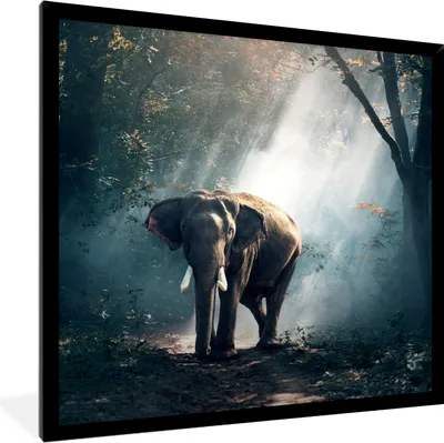 Produktbild von MuchoWow® Gerahmtes Poster Elefant - Tiere - Licht - Wald - Natur - Wildtiere 40x40 cm - Poster mit Schwarzem Bilderrahmen Wandposter Rahmen Foto Bilder - Mit Rahmen - Wanddekoration Schlafzimmer