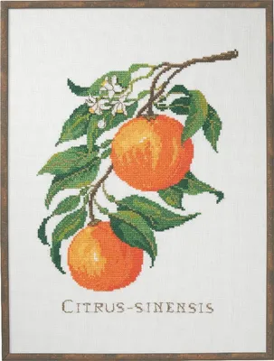 Zdjęcie produktu dla Zestaw do haftu krzyżykowego Eva Rosenstand "Citrus-senensis", wzór liczony, 29x39cm