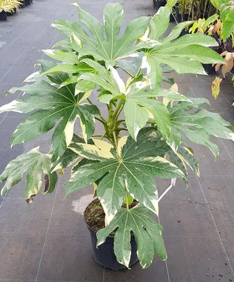 Image de Fatsia japonica 'Variegata' / Aralie du Japon panaché