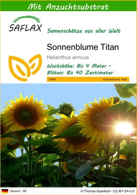Produktbild von SAFLAX - Sonnenblumen Titan - 20 Samen - Mit keimfreiem Anzuchtsubstrat - Helianthus annuus