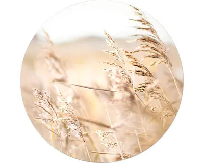Produktbild von Glasbild Strandgras IV GLR139 Ø 50 cm