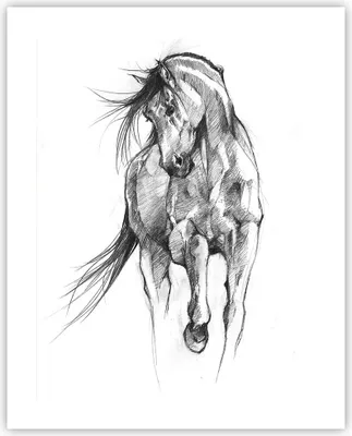 Produktbild von Poster - Poster ohne Rahmen - Pferd Galopp Tier - 40x50 cm - Wand Bild - Wanddeko - Wandbilder - Kunstposter - Wandposter - Bilder - Kunstdruck - Wanddekoration - Wandbild - P2XPA40x50-5080