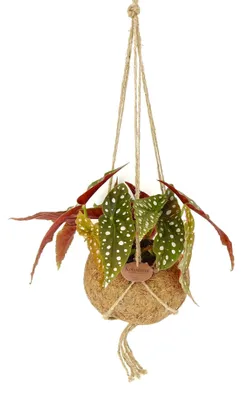 Obrázok produktu pre Begonia maculata (L)