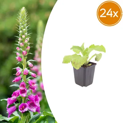 Zdjęcie produktu dla Digitalis purpurea | 24 sztuki - 10-25cm - Ø9cm - Roślina ogrodowa