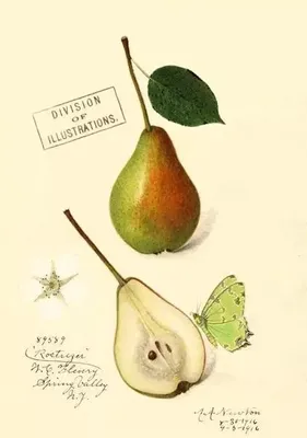 Imagen del producto de Karnet B6 con cubierta de diseño "Gruszka" - Madame Treacle