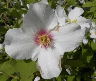 Produktbild von Gartenjasmin - Bauernjasmin - Philadelphus Belle Etoile - duftend (40-60)