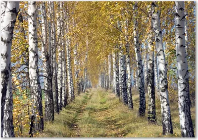 Produktbild von Tulup® Leinwandbild - 100x70 cm - Wandkunst - Drucke auf Leinwand - Leinwanddruck  - Landschaften - Gelb - Birken im Herbst