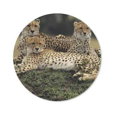 Produktbild von MuchoWow® Mauspad Mousepad Drei Geparden in der Savanne 30x30 cm - Mousepads - Maus Mat - Pad - Mausunterlage - Tischunterlage - Schreibtischmatten