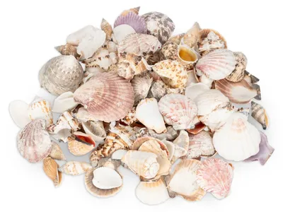 Produktbild von NaDeco Muscheln und Schneckenhäuser 1 kg, 4-7 cm, zum Basteln, Deko, Gereinigt, Naturprodukt für Schale, Glas und maritime Dekoration