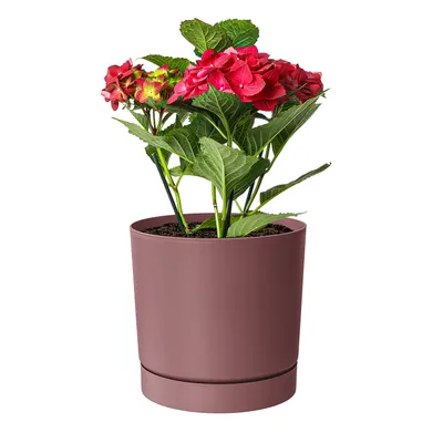 Zdjęcie produktu dla Doniczka z plastikową podstawą marsala 23,9 cm Tubo