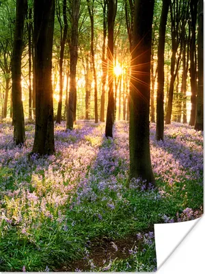 Produktbild von MuchoWow® Poster Wald - Blumen - Lavendel - Sonne - Lila - Natur 90x120 cm - Wohnzimmer