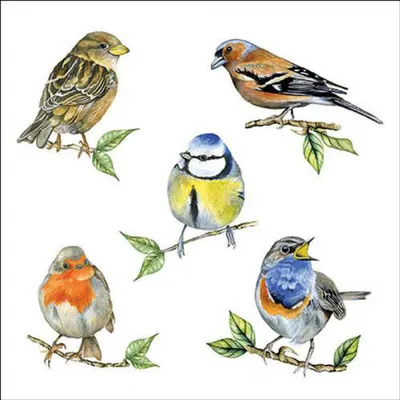 Produktbild von Ambiente Servet 33 Vogelarten weiß