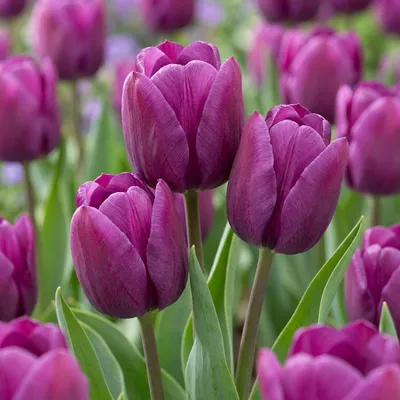 Image de Green boutiQ - Bloembollen - Tulp Triumph Purple - Kleur Paars - 15 stuks - Bolmaat 11/12 - XXL Pack