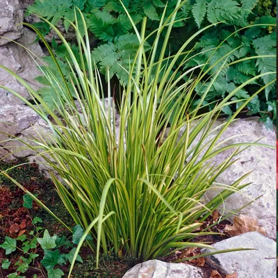 Image de Bloomique - Acorus Ogon - Acore nain - Plantes de bassin - Résistante au gel - Hauteur 10-20 cm - Pot 9 cm