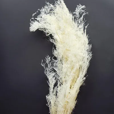 Produktbild von Asparagus Zierspargel Creme 90cm Deko Trockengräser 5 St