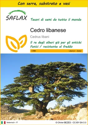 Immagine prodotto di SAFLAX Insieme di coltivazione - Cedro libanese - 20 semi - Cedrus