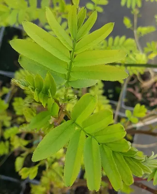 Image de Pterocarya stenoptera / Ptérocaryer de Chine