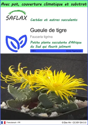 Image de SAFLAX Garden to go - Gueule de tigre - 40 graines - Faucaria