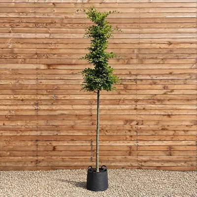 Produktbild von Rotbuche Stammbusch 200-250 cm, Stammumfang 6-8 cm - Fagus sylvatica