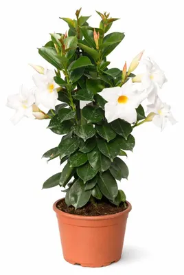 Obrázek produktu pro Mandevilla Dipladenia – trubkovité květy – pyramidový tvar – 14cm květináč – cca 45–50 cm – bílá